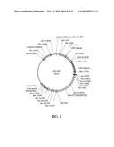 DEVELOPMENT OF A PREVENTIVE VACCINE FOR FILOVIRUS INFECTION IN PRIMATES diagram and image