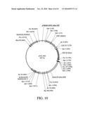 DEVELOPMENT OF A PREVENTIVE VACCINE FOR FILOVIRUS INFECTION IN PRIMATES diagram and image