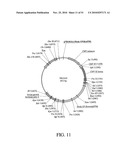 DEVELOPMENT OF A PREVENTIVE VACCINE FOR FILOVIRUS INFECTION IN PRIMATES diagram and image