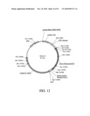 DEVELOPMENT OF A PREVENTIVE VACCINE FOR FILOVIRUS INFECTION IN PRIMATES diagram and image