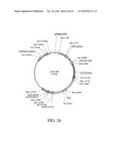 DEVELOPMENT OF A PREVENTIVE VACCINE FOR FILOVIRUS INFECTION IN PRIMATES diagram and image