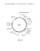 DEVELOPMENT OF A PREVENTIVE VACCINE FOR FILOVIRUS INFECTION IN PRIMATES diagram and image