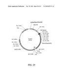 DEVELOPMENT OF A PREVENTIVE VACCINE FOR FILOVIRUS INFECTION IN PRIMATES diagram and image