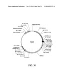 DEVELOPMENT OF A PREVENTIVE VACCINE FOR FILOVIRUS INFECTION IN PRIMATES diagram and image