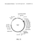 DEVELOPMENT OF A PREVENTIVE VACCINE FOR FILOVIRUS INFECTION IN PRIMATES diagram and image