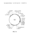 DEVELOPMENT OF A PREVENTIVE VACCINE FOR FILOVIRUS INFECTION IN PRIMATES diagram and image