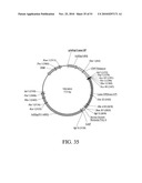 DEVELOPMENT OF A PREVENTIVE VACCINE FOR FILOVIRUS INFECTION IN PRIMATES diagram and image