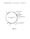 DEVELOPMENT OF A PREVENTIVE VACCINE FOR FILOVIRUS INFECTION IN PRIMATES diagram and image