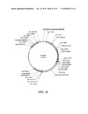 DEVELOPMENT OF A PREVENTIVE VACCINE FOR FILOVIRUS INFECTION IN PRIMATES diagram and image