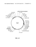 DEVELOPMENT OF A PREVENTIVE VACCINE FOR FILOVIRUS INFECTION IN PRIMATES diagram and image