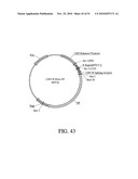 DEVELOPMENT OF A PREVENTIVE VACCINE FOR FILOVIRUS INFECTION IN PRIMATES diagram and image