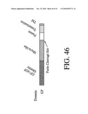 DEVELOPMENT OF A PREVENTIVE VACCINE FOR FILOVIRUS INFECTION IN PRIMATES diagram and image