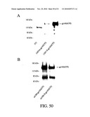 DEVELOPMENT OF A PREVENTIVE VACCINE FOR FILOVIRUS INFECTION IN PRIMATES diagram and image