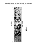 SILICA-BASED NANOPARTICLES AND METHODS OF STIMULATING BONE FORMATION AND SUPPRESSING BONE RESORPTIOIN THROUGH MODULATION OF NF-KB diagram and image