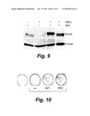 SILICA-BASED NANOPARTICLES AND METHODS OF STIMULATING BONE FORMATION AND SUPPRESSING BONE RESORPTIOIN THROUGH MODULATION OF NF-KB diagram and image