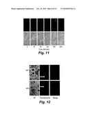 SILICA-BASED NANOPARTICLES AND METHODS OF STIMULATING BONE FORMATION AND SUPPRESSING BONE RESORPTIOIN THROUGH MODULATION OF NF-KB diagram and image