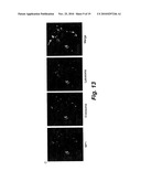 SILICA-BASED NANOPARTICLES AND METHODS OF STIMULATING BONE FORMATION AND SUPPRESSING BONE RESORPTIOIN THROUGH MODULATION OF NF-KB diagram and image