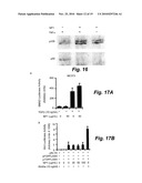 SILICA-BASED NANOPARTICLES AND METHODS OF STIMULATING BONE FORMATION AND SUPPRESSING BONE RESORPTIOIN THROUGH MODULATION OF NF-KB diagram and image