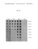 IgG BINDING PEPTIDE diagram and image