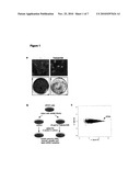 Involvement of Lipid Kinase, and Signal Transduction Pathway Comprising Said Lipid Kinase, in Resistance to HER2-Targeting Therapy diagram and image