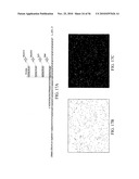 Reagents, Methods, and Libraries for Bead-Based Sequencing diagram and image