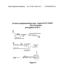NUCLEIC ACID SUPPORTED PROTEIN COMPLEMENTATION diagram and image