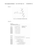 PRIMER FOR AMPLIFICATION OF RRNA OR BACTERIUM BELONGING TO THE GENUS LEGIONELLA, DETECTION METHOD, AND DETECTION KIT diagram and image