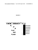 Peptides targeting TNF family receptors and antagonizing TNF action, compositions, methods and uses thereof diagram and image