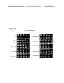 NONTOXIC SHIGA-LIKE TOXIN MUTANT COMPOSITIONS AND METHODS diagram and image