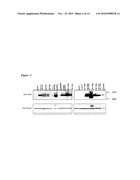 NONTOXIC SHIGA-LIKE TOXIN MUTANT COMPOSITIONS AND METHODS diagram and image