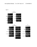 NONTOXIC SHIGA-LIKE TOXIN MUTANT COMPOSITIONS AND METHODS diagram and image