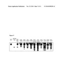 NONTOXIC SHIGA-LIKE TOXIN MUTANT COMPOSITIONS AND METHODS diagram and image