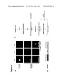 Compounds for the Modulation of Huntingtin Aggregation, Methods and Means for Identifying Such Compounds diagram and image