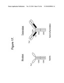 Protein Scaffolds diagram and image