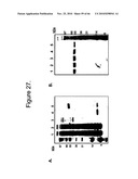 Protein Scaffolds diagram and image