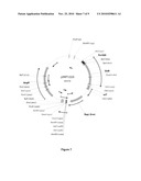 PRODUCTION OF FERMENTIVE END PRODUCTSFROM CLOSTRIDIUM sp. diagram and image