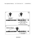 Reversible siRNA-Based Silencing of Mutant and Endogenous Wild-Type Huntingtin Gene and its Application for the Treatment of Huntington s Disease diagram and image