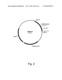 Polypeptides having Cellulolytic Enhancing Activity and Polynucleotides Encoding Same diagram and image