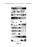 DEVICE, SYSTEM AND METHOD FOR WASHING AND ISOLATING MAGNETIC PARTICLES IN A CONTINOUS FLUID FLOW diagram and image