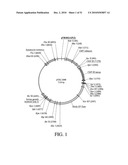 DEVELOPMENT OF A PREVENTIVE VACCINE FOR FILOVIRUS INFECTION IN PRIMATES diagram and image