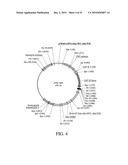 DEVELOPMENT OF A PREVENTIVE VACCINE FOR FILOVIRUS INFECTION IN PRIMATES diagram and image