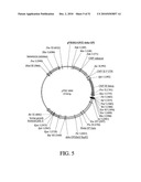 DEVELOPMENT OF A PREVENTIVE VACCINE FOR FILOVIRUS INFECTION IN PRIMATES diagram and image