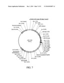 DEVELOPMENT OF A PREVENTIVE VACCINE FOR FILOVIRUS INFECTION IN PRIMATES diagram and image