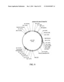 DEVELOPMENT OF A PREVENTIVE VACCINE FOR FILOVIRUS INFECTION IN PRIMATES diagram and image