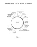 DEVELOPMENT OF A PREVENTIVE VACCINE FOR FILOVIRUS INFECTION IN PRIMATES diagram and image