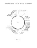 DEVELOPMENT OF A PREVENTIVE VACCINE FOR FILOVIRUS INFECTION IN PRIMATES diagram and image