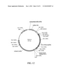 DEVELOPMENT OF A PREVENTIVE VACCINE FOR FILOVIRUS INFECTION IN PRIMATES diagram and image