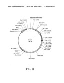 DEVELOPMENT OF A PREVENTIVE VACCINE FOR FILOVIRUS INFECTION IN PRIMATES diagram and image