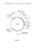 DEVELOPMENT OF A PREVENTIVE VACCINE FOR FILOVIRUS INFECTION IN PRIMATES diagram and image