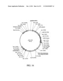 DEVELOPMENT OF A PREVENTIVE VACCINE FOR FILOVIRUS INFECTION IN PRIMATES diagram and image